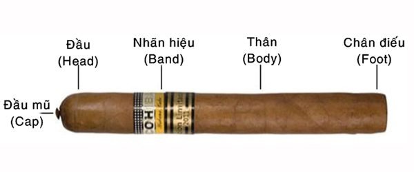 Khám phá cấu trúc, kích thước và hình dạng của điếu xì gà